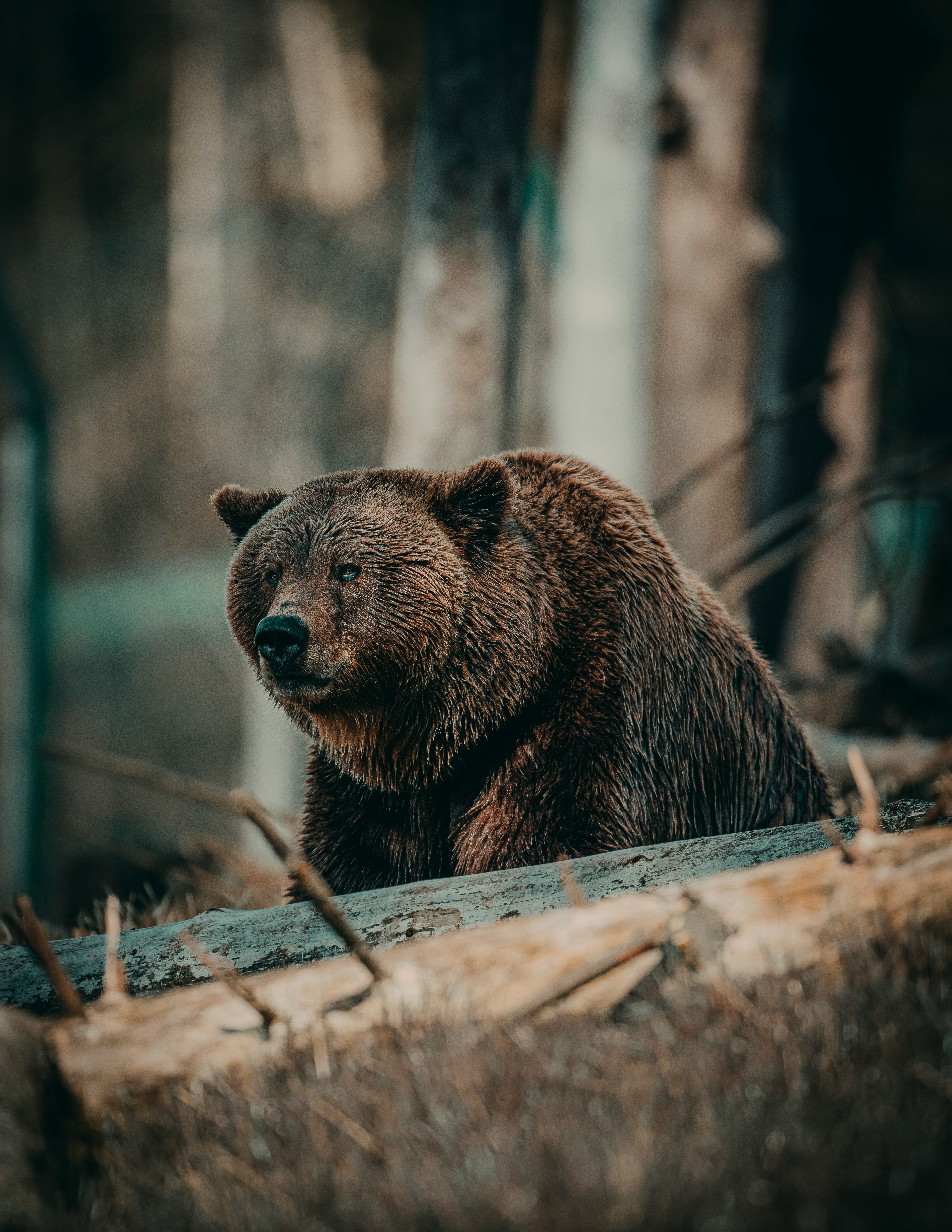 brown bear on brown wooden log during daytime